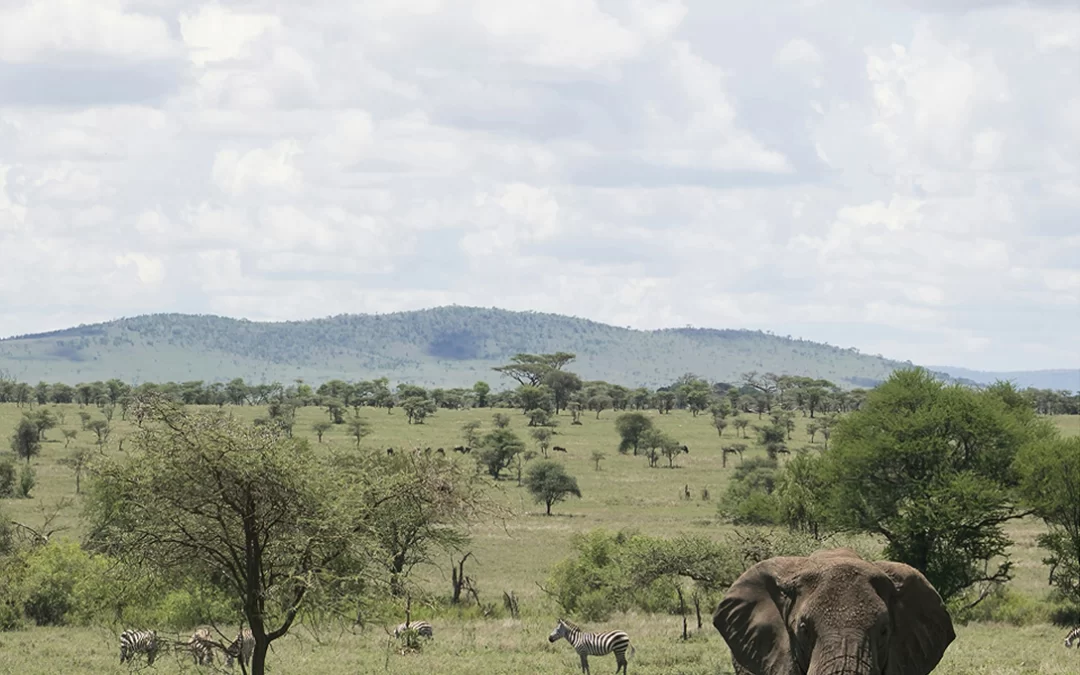 Safaris